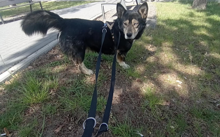 Czarny pies na smyczy, stojący na trawie w parku.