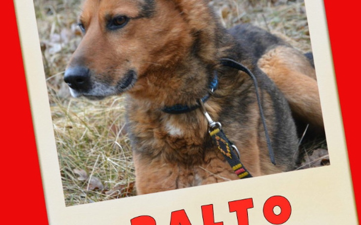 Zbiórka Opłacenie ogłoszeń adopcyjnych - zdjęcie główne