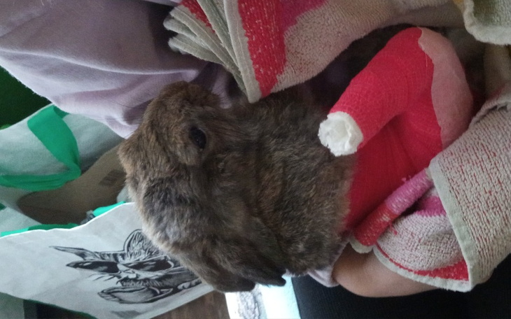 Zbiórka na operacje złamanej łapki Tosi - zdjęcie główne