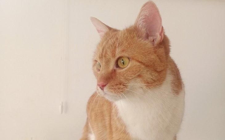 Zbiórka Layla walczy o życie - zdjęcie główne