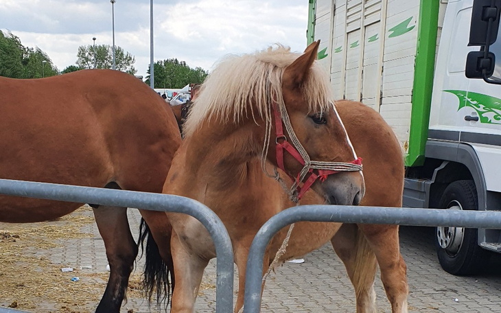 Zbiórka Wykup Konika z Targów - zdjęcie główne