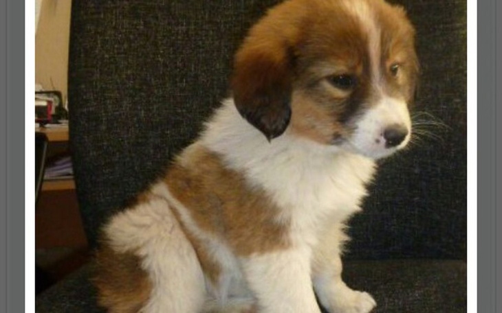 Zbiórka Karma dla zwierząd ze schroniska - zdjęcie główne