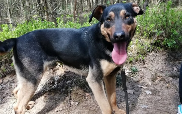 Zbiórka Misza prosi o wsparcie - zdjęcie główne