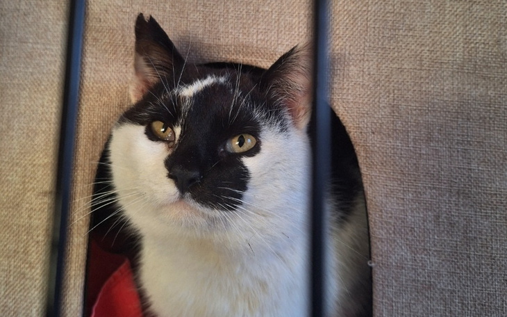 Kot z białym futrem, patrzący przez otwór w kartonie.