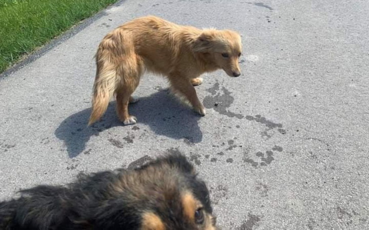 Zbiórka Bezdomne sunie proszą o pomoc - zdjęcie główne