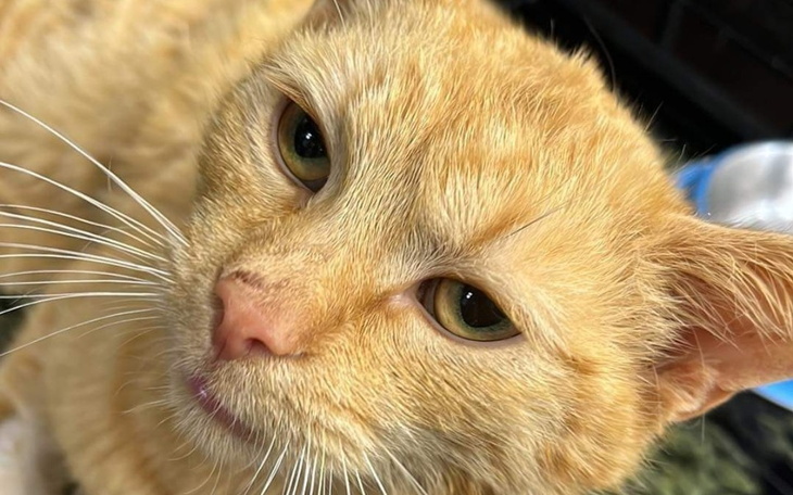 Zbiórka Kot Rudiś po operacji - zdjęcie główne