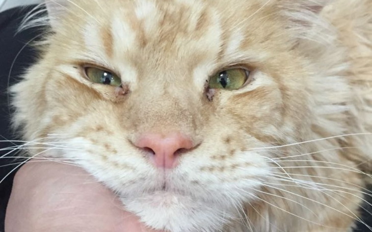 Zbiórka Pepciuś walczy o życie - zdjęcie główne