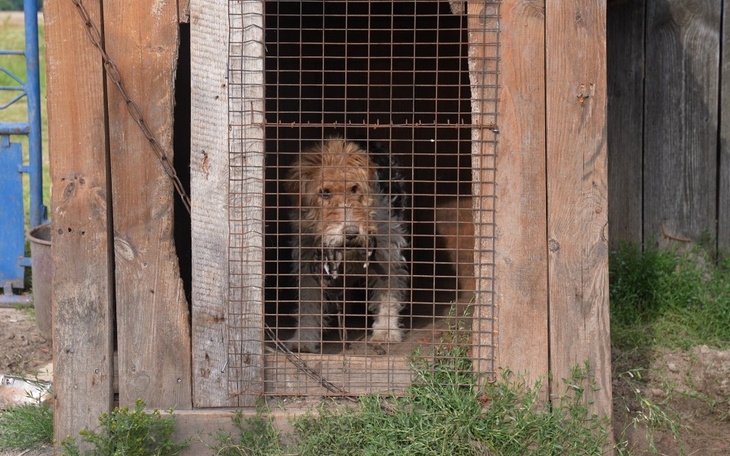 Pies w budzie, patrzący przez kraty.