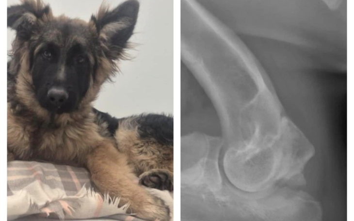 Pies rasy owczarek niemiecki leży na poduszce.