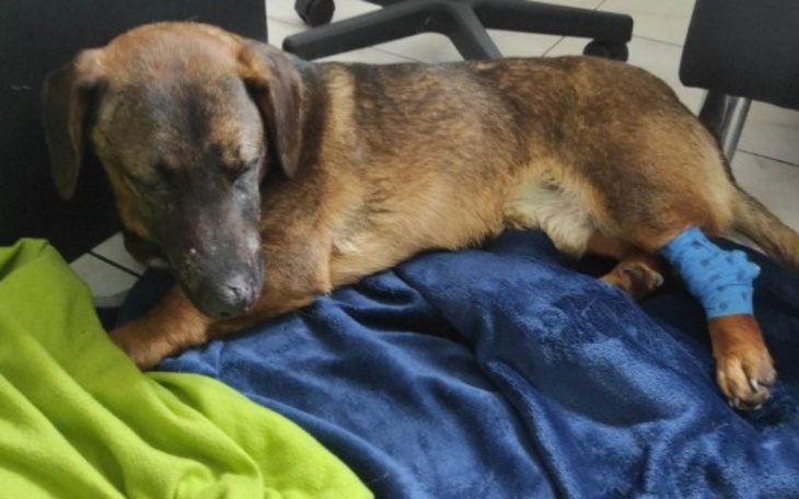 Zbiórka Na leczenie Dzidzi - zdjęcie główne