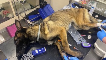 Zbiórka Żywy Śmieć -Konała na kartonie - miniaturka zdjęcia