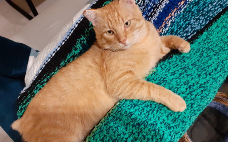 Zbiórka Urodzinowa zbiórka Czipsa - zdjęcie główne