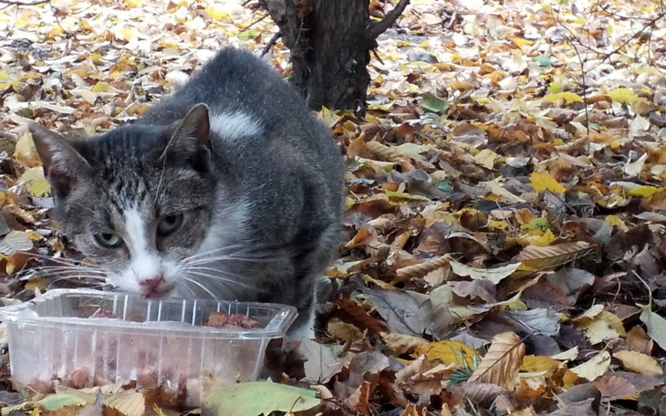 Kot wśród opadłych liści, jedzący z miski.