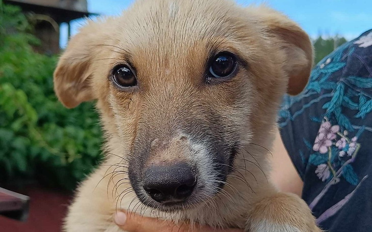 Szczeniak trzymany na rękach, z dużymi, wyrazistymi oczami.