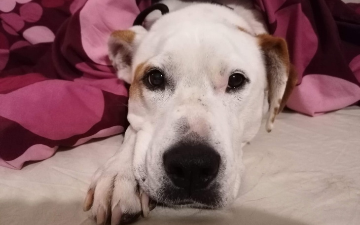 Zbiórka PŁB - dla Pipulki - zdjęcie główne