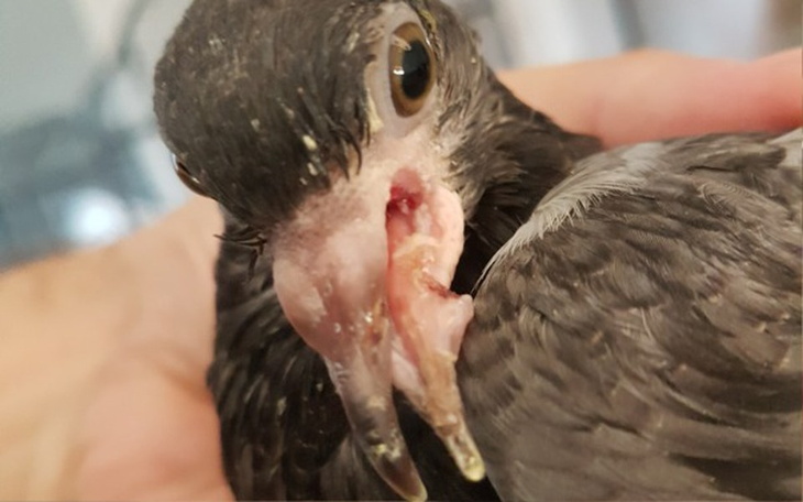 Zbiórka utrzymanie Gruszętnika - zdjęcie główne