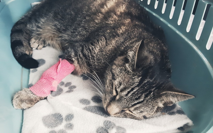 Zbiórka Walka ze śmiertelną chorobą... - zdjęcie główne