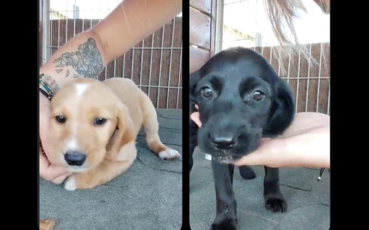 Zbiórka Transport szczeniaków z podlasia - zdjęcie główne