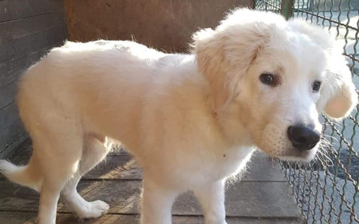 Zbiórka Operacja dla psa po wypadku - zdjęcie główne