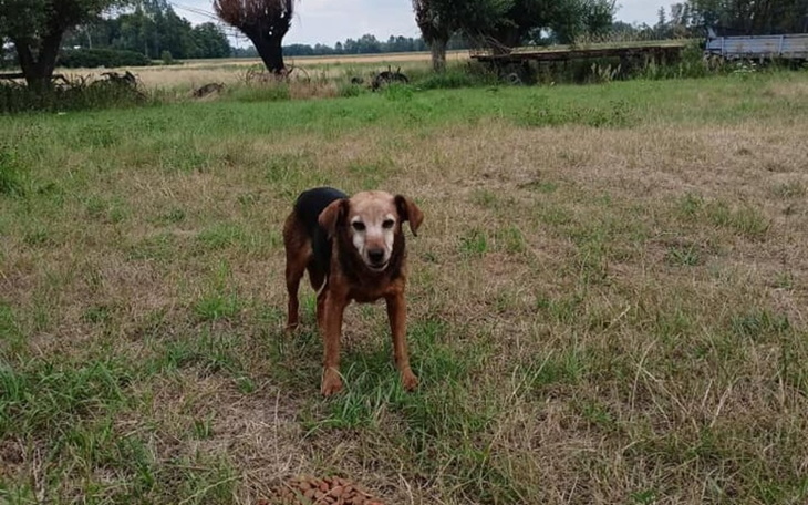 Zbiórka Stara, wiejska suka i szczeniaki - zdjęcie główne