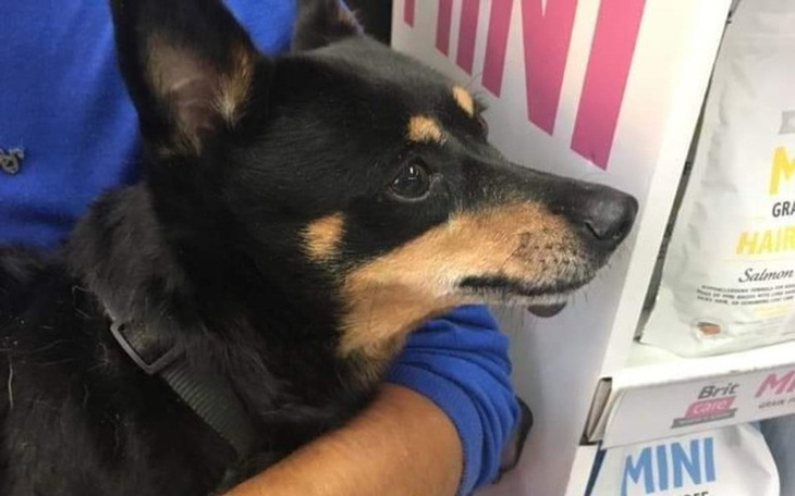 Zbiórka Sunia z lasu. Potrzebna pomoc. - zdjęcie główne