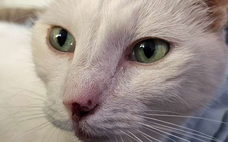 Zbiórka Pomoc dla Jimmiego - zdjęcie główne