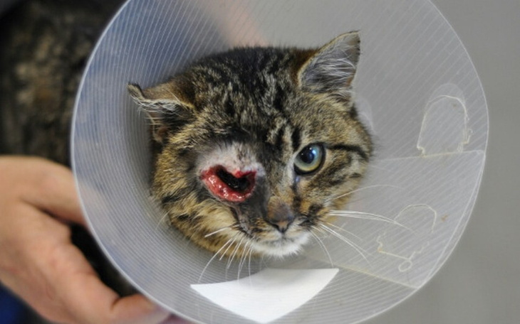 Zbiórka Okaleczona kotka bez oka - zdjęcie główne