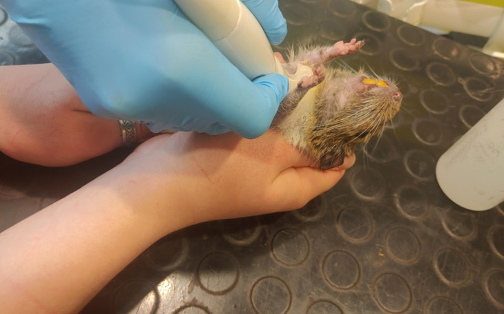 Zbiórka Harusiowa walka o życie - zdjęcie główne