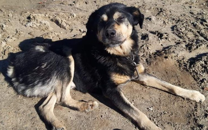 Zbiórka Romek starusze który nie ma domu - zdjęcie główne