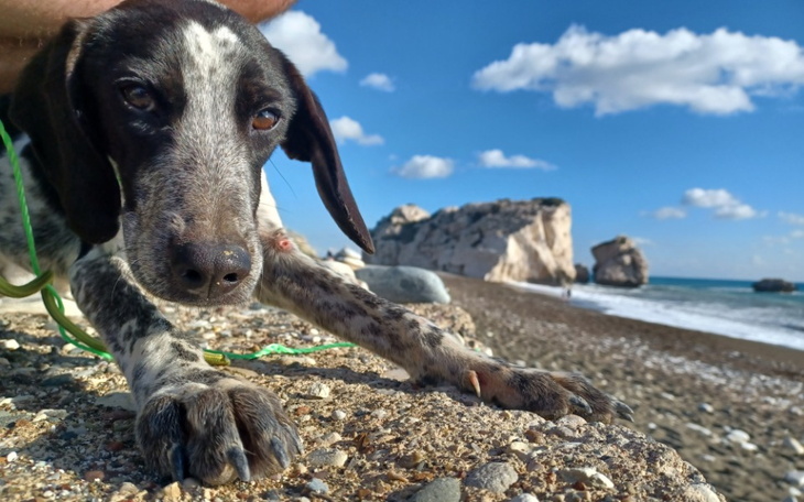Zbiórka Olimp i Grivel - psy z Cypru - zdjęcie główne