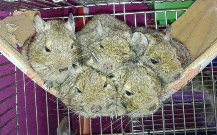 Zbiórka Koszatniczki u "Kociary" - zdjęcie główne