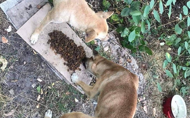 Zbiórka Głodne ogonki - zdjęcie główne