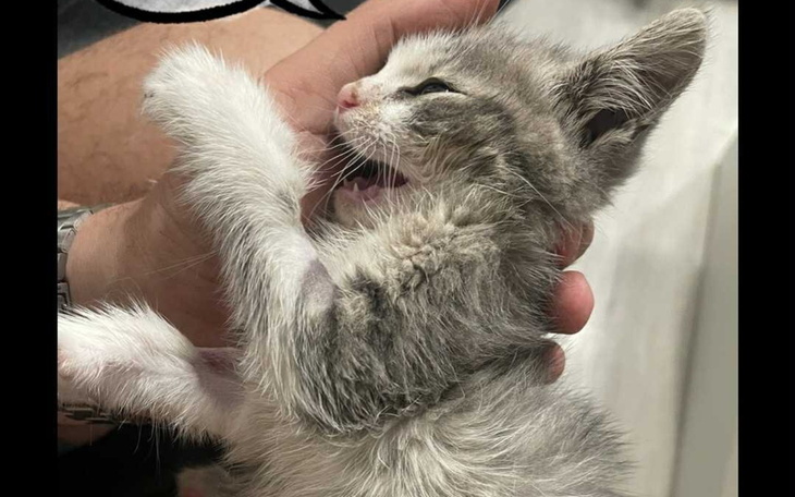 Kotek w rękach, z wyrazem radości i zadowolenia.