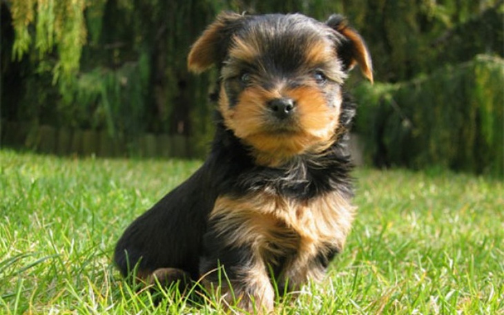 Zbiórka Piesek To życie - zdjęcie główne