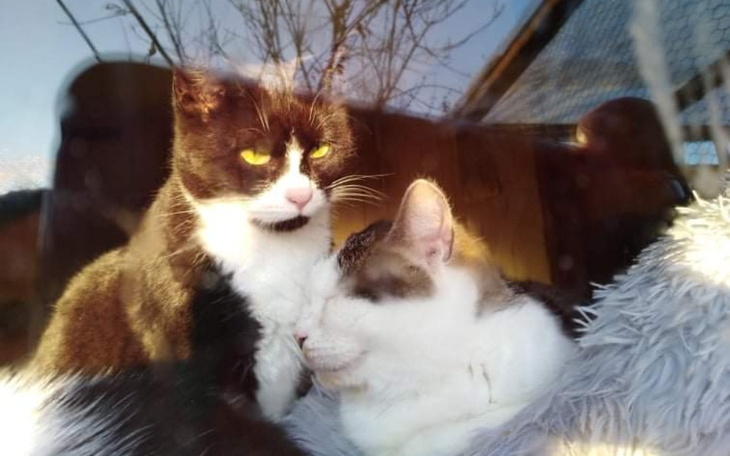 Zbiórka Pomóc potrzebującym zwierzętom - zdjęcie główne