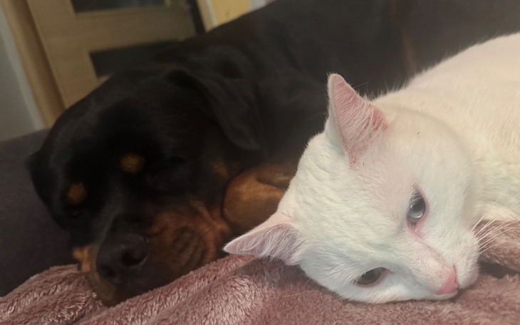 Rottweiler i biały kot śpiący obok siebie na kanapie.
