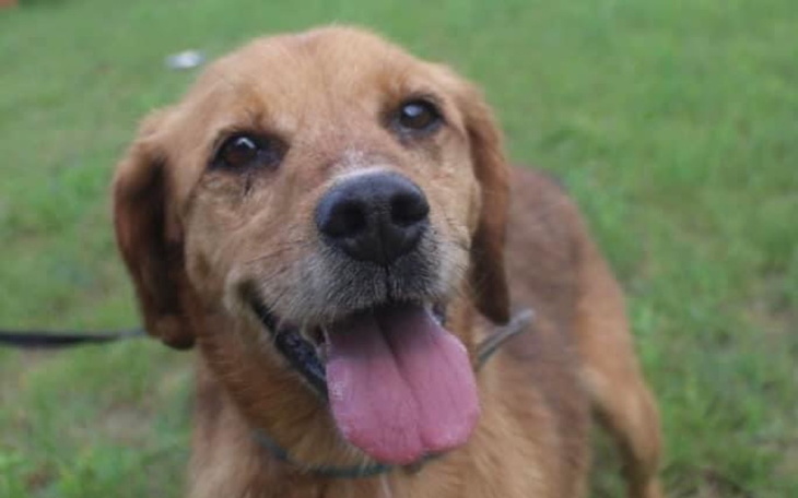 Zbiórka Transport 3 psów z Węgrowa - zdjęcie główne