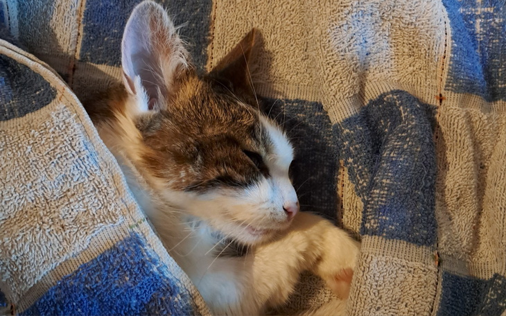 Kot śpiący owinięty w ręcznik, wygląda na zrelaksowanego.