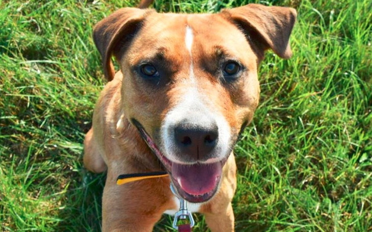 Zbiórka Nessie prosi o jedzonko - zdjęcie główne