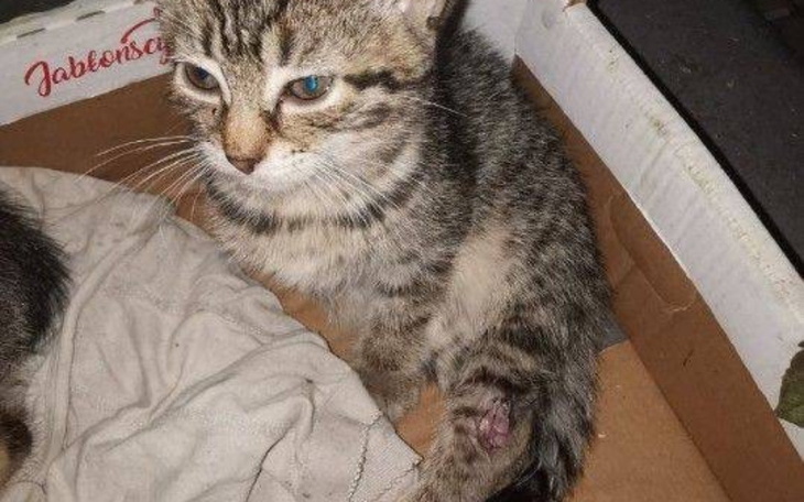 Zbiórka 2miesięczna kotka walczy z sepsa - zdjęcie główne