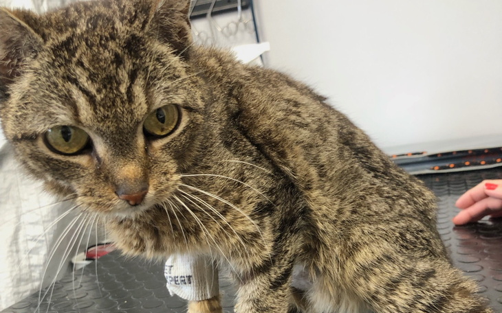 Kot o prążkowanej sierści, wygląda na zaniepokojonego.