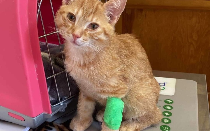 Rudy kot z opatrunkiem na łapie, siedzący w transporterze.