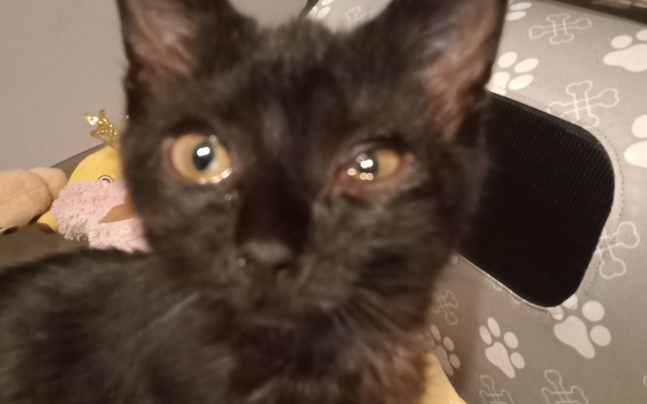 Zbiórka Chore kocie dziecko - zdjęcie główne