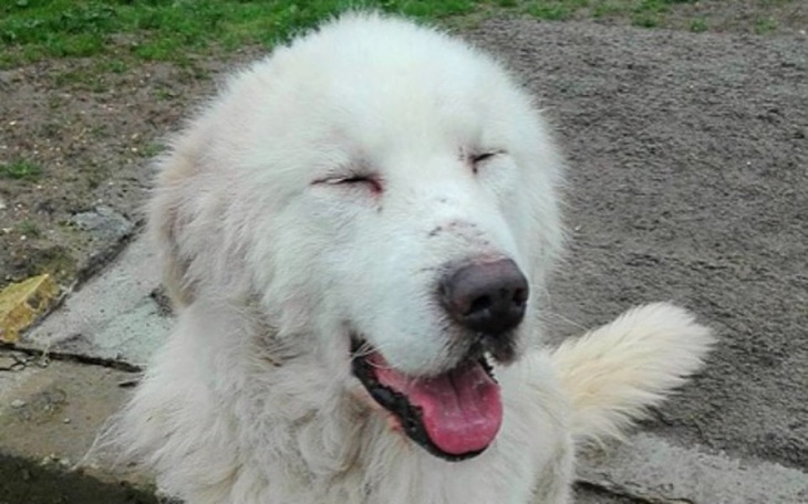 Zbiórka Aron - karma na sierpień - zdjęcie główne