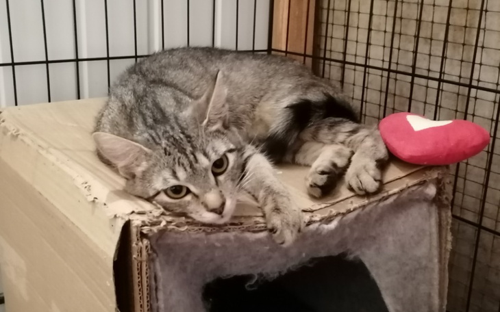 Zbiórka Lusia i Wasia zbierają na lek - zdjęcie główne