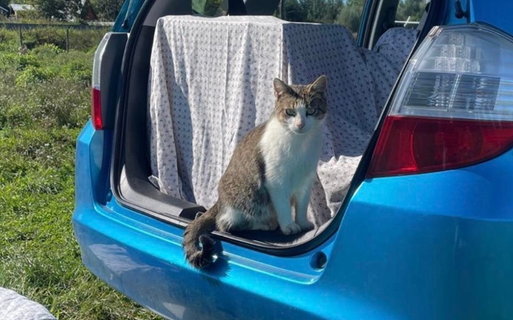 Zbiórka Kotowóz KzG potrzebuje remontu - zdjęcie główne