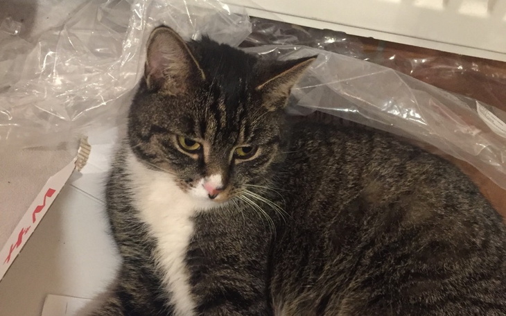 Zbiórka Czworonożny przyjaciel Fonsi - zdjęcie główne