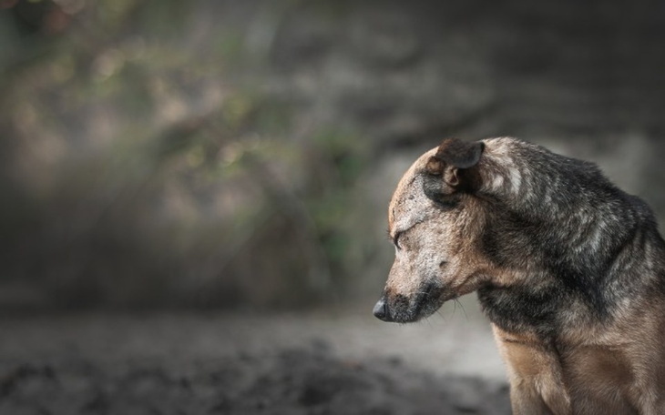 Zbiórka Postrzał, cios - ratujmy los - zdjęcie główne