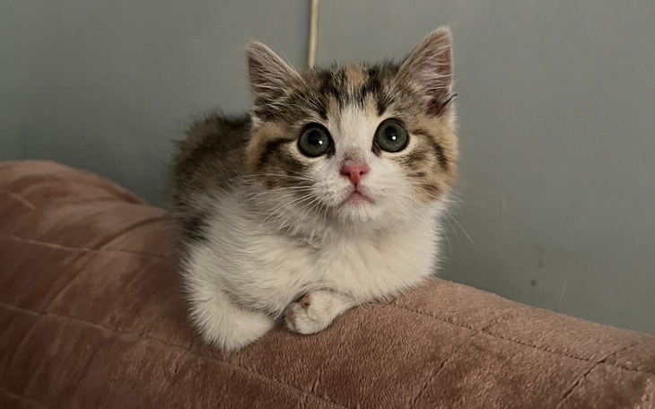 Mały kotek leży na kanapie, patrząc z ciekawością.