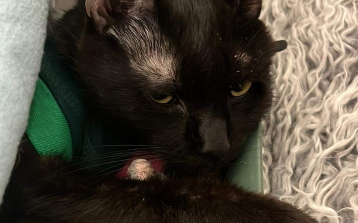 Zbiórka Wsparcie na zabieg dla Pestusia - zdjęcie główne